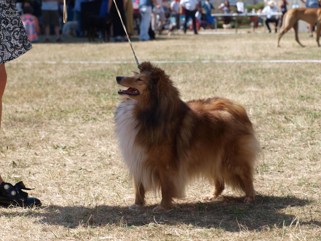 Les Shetland Sheepdog de l'affixe of sweety dolls