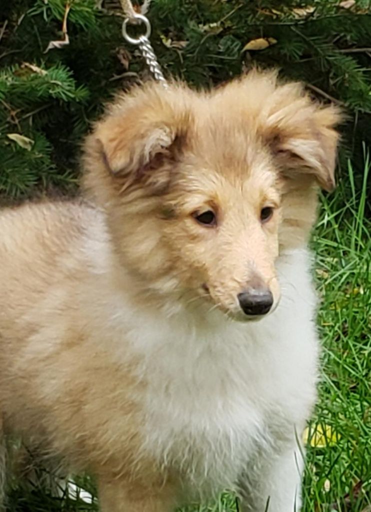 of sweety dolls - Chiot disponible  - Shetland Sheepdog