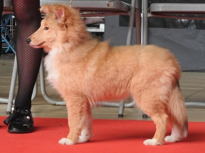 of sweety dolls - Shetland Sheepdog - Portée née le 04/08/2024