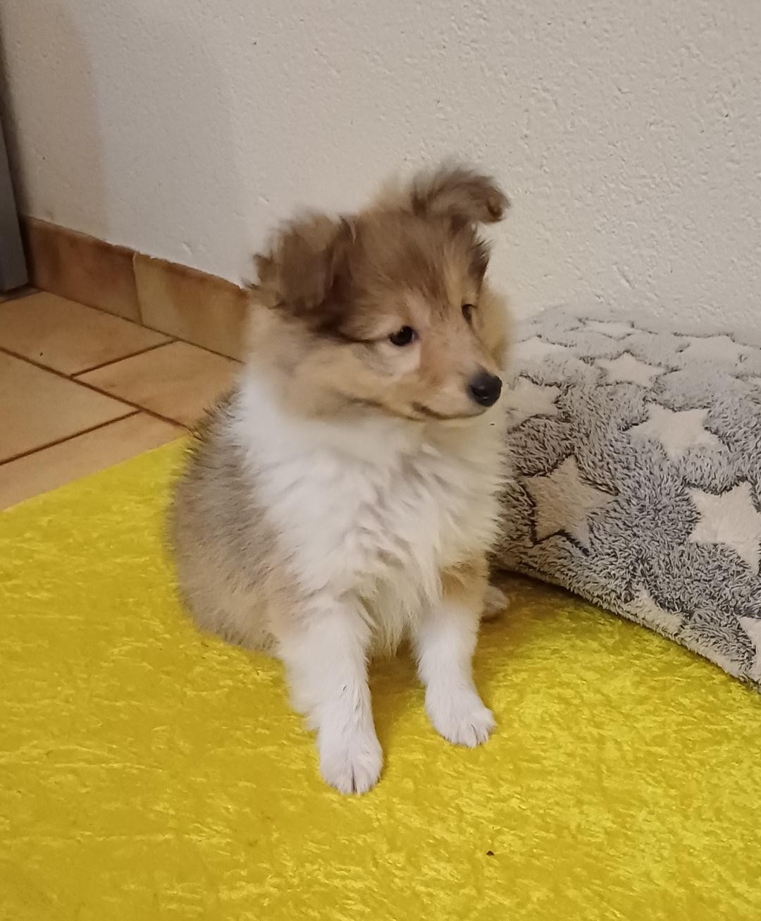 of sweety dolls - Chiots à réserver...