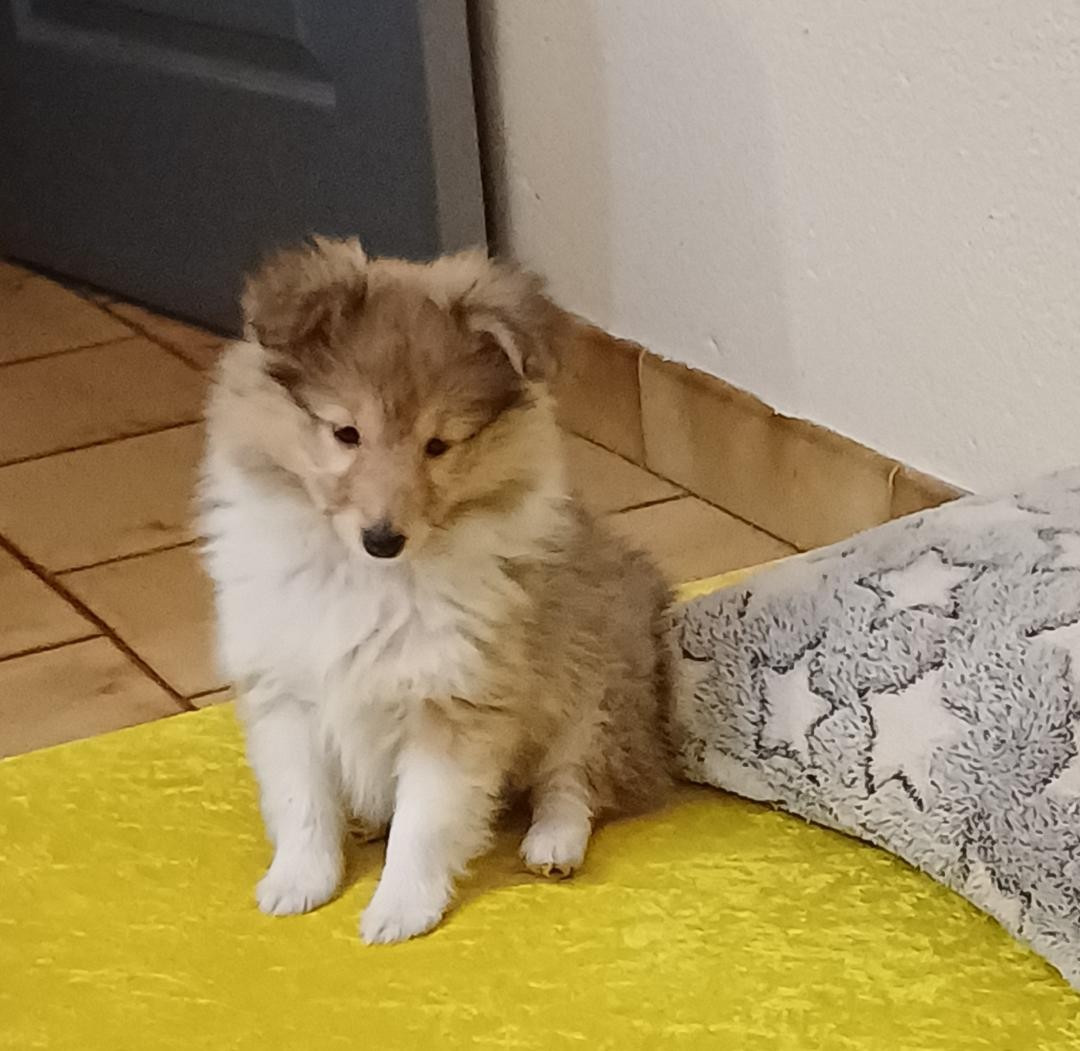 of sweety dolls - Chiots disponibles - Shetland Sheepdog