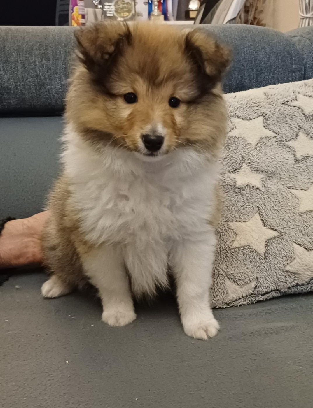 of sweety dolls - Chiots disponibles - Shetland Sheepdog