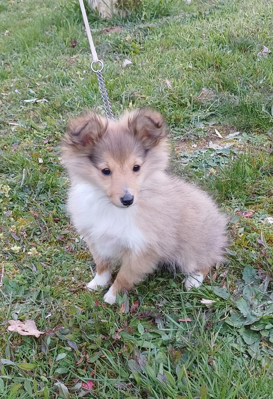 of sweety dolls - Chiots disponibles - Shetland Sheepdog