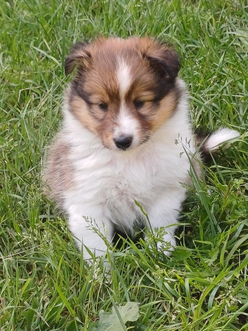 of sweety dolls - Chiots disponibles - Shetland Sheepdog