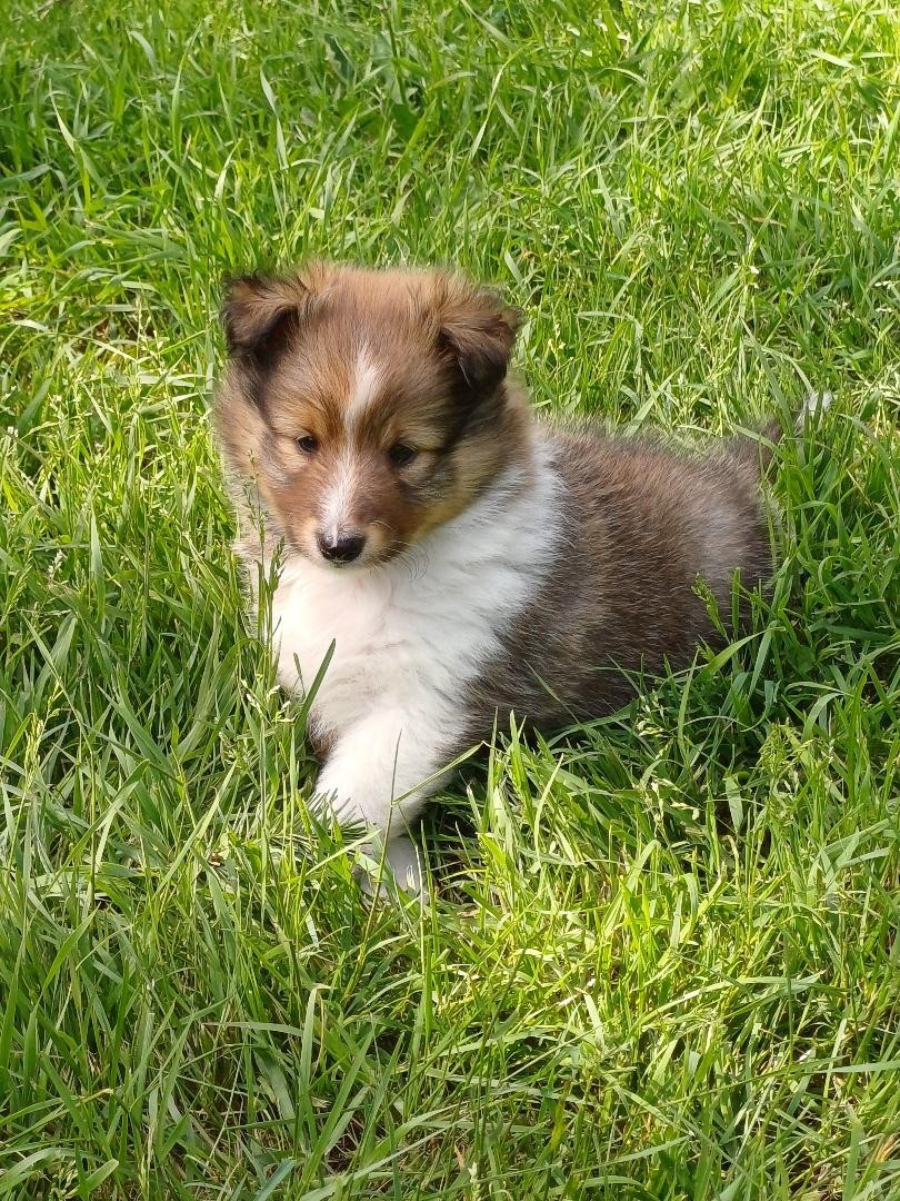 of sweety dolls - Chiots disponibles - Shetland Sheepdog