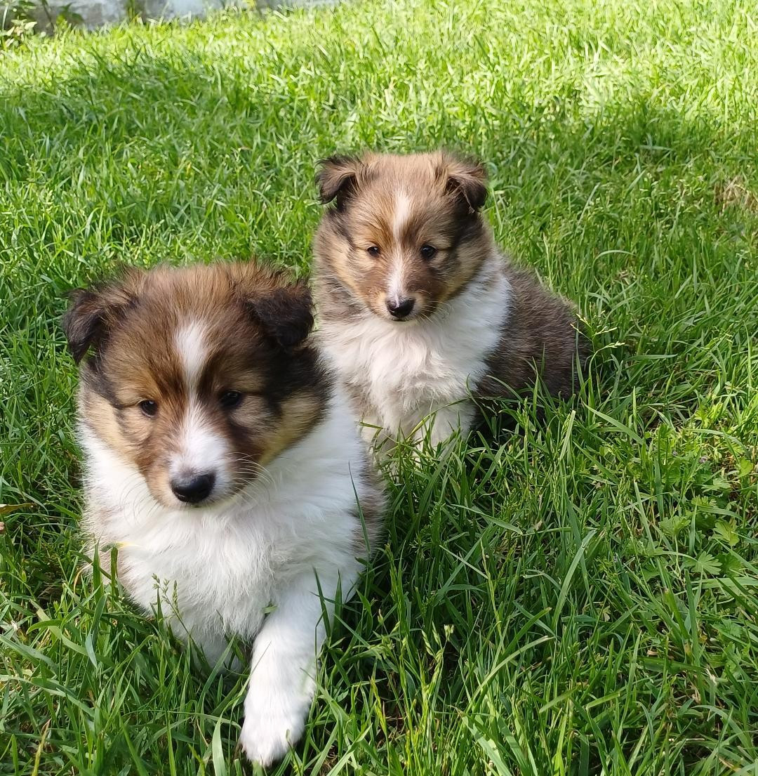 Chiot Shetland Sheepdog of sweety dolls