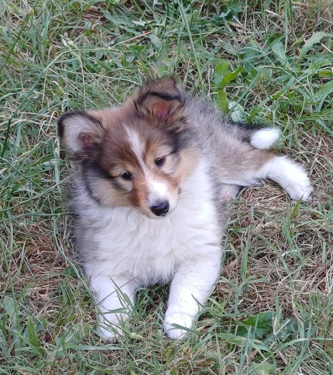 of sweety dolls - Chiots disponibles - Shetland Sheepdog