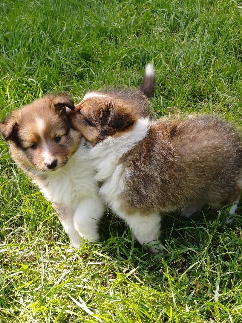 of sweety dolls - Shetland Sheepdog - Portée née le 30/04/2026