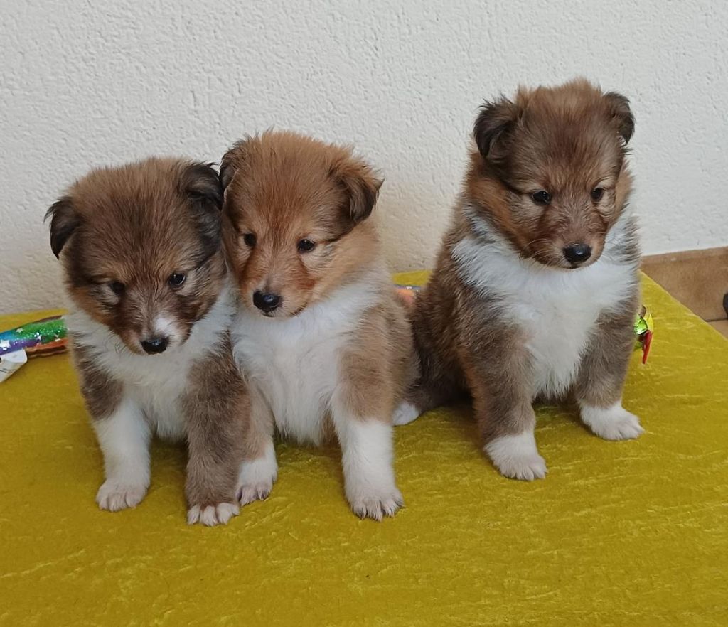 of sweety dolls - Shetland Sheepdog - Portée née le 18/08/2025